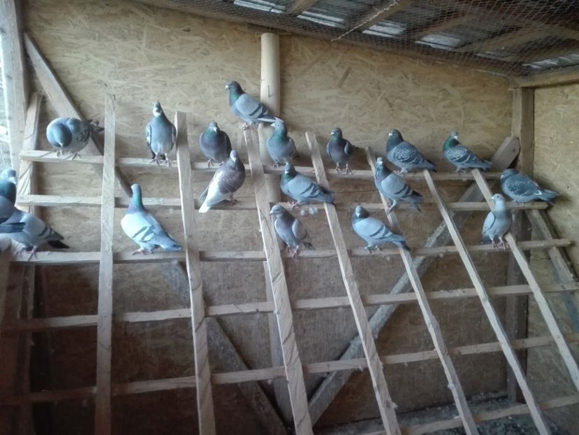  - Masculi Reproducție 2018