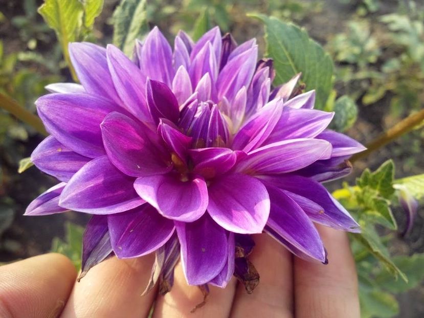 2014_dalii_41 - 2014_07_Dalii