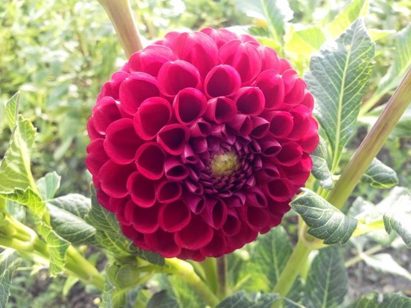 2014_dalii_45 - 2014_07_Dalii