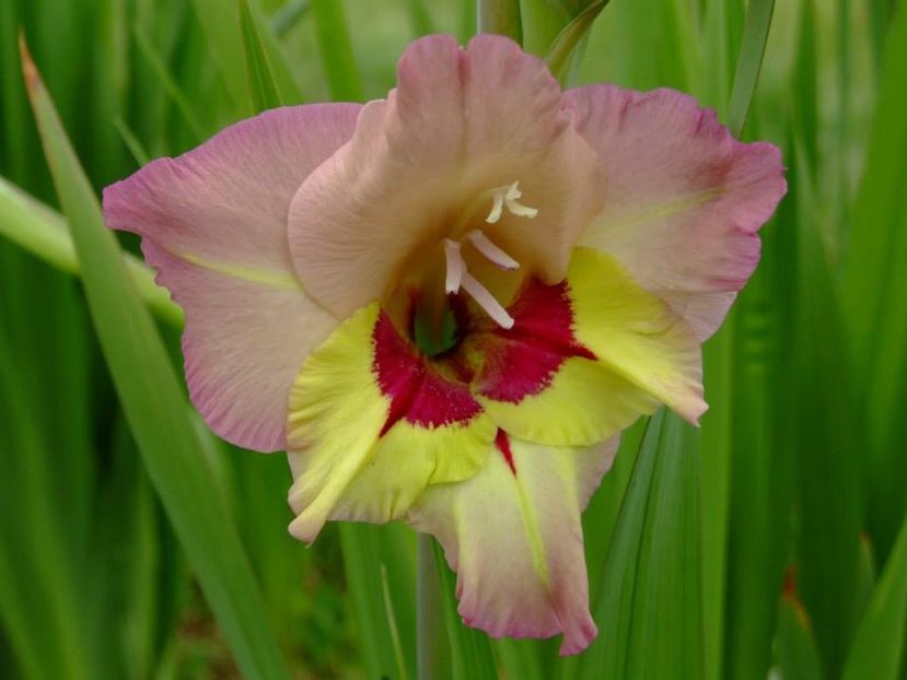 2014_gladiole_5 - 2014_08_Gladiole