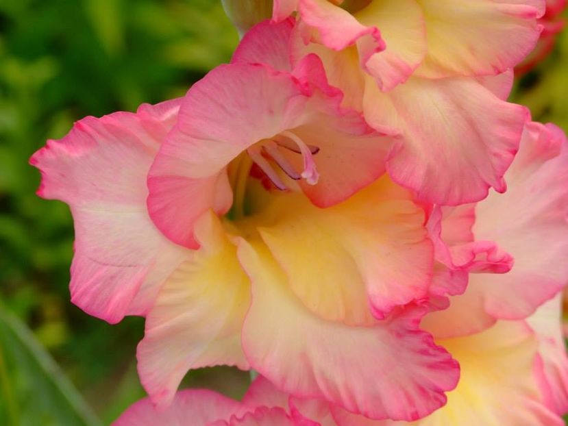 2014_gladiole_6 - 2014_08_Gladiole