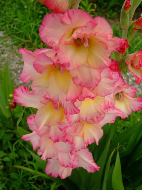 2014_gladiole_8 - 2014_08_Gladiole