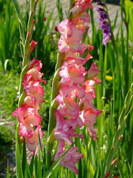 2014_gladiole_13 - 2014_08_Gladiole