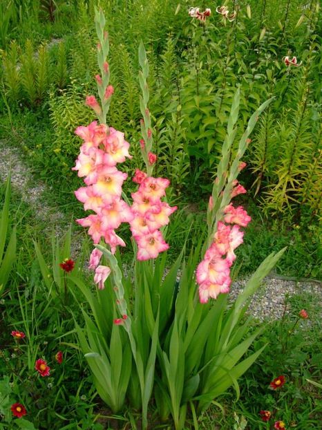 2014_gladiole_14 - 2014_08_Gladiole