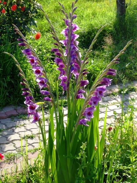 2014_gladiole_17_puse in cerc si mai adanc nu au nevoie de tutore - 2014_08_Gladiole