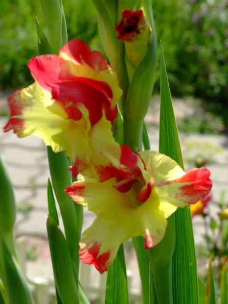2014_gladiole_20 - 2014_08_Gladiole