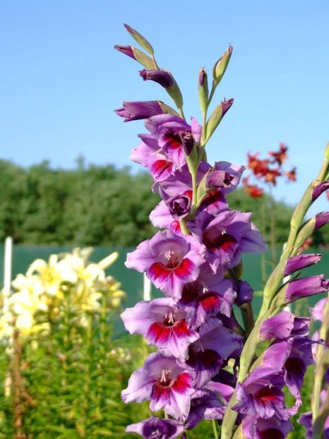 2014_gladiole_21 - 2014_08_Gladiole