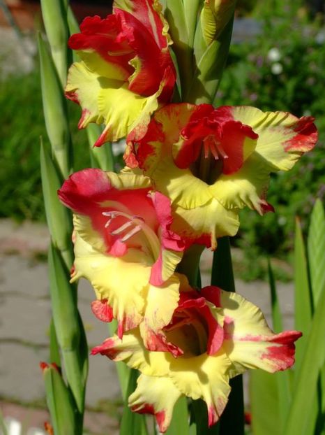 2014_gladiole_24 - 2014_08_Gladiole