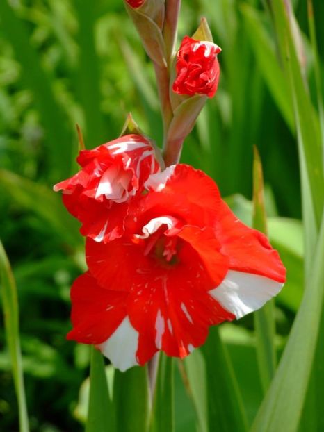 2014_gladiole_27 - 2014_08_Gladiole