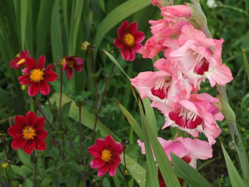 2014_gladiole_34 - 2014_08_Gladiole