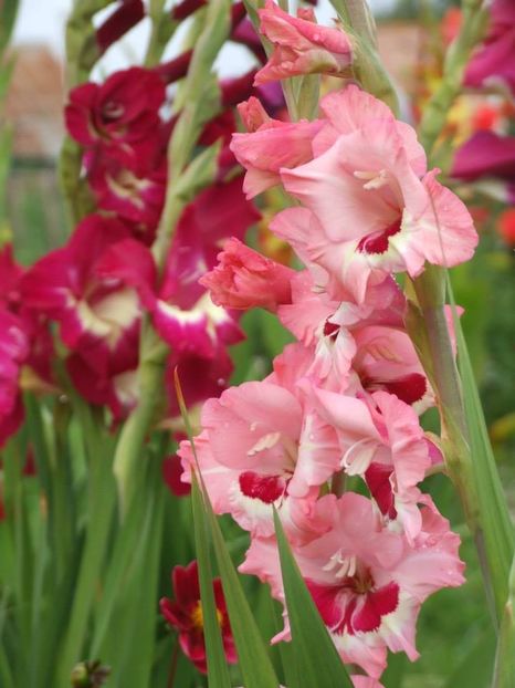 2014_gladiole_35 - 2014_08_Gladiole