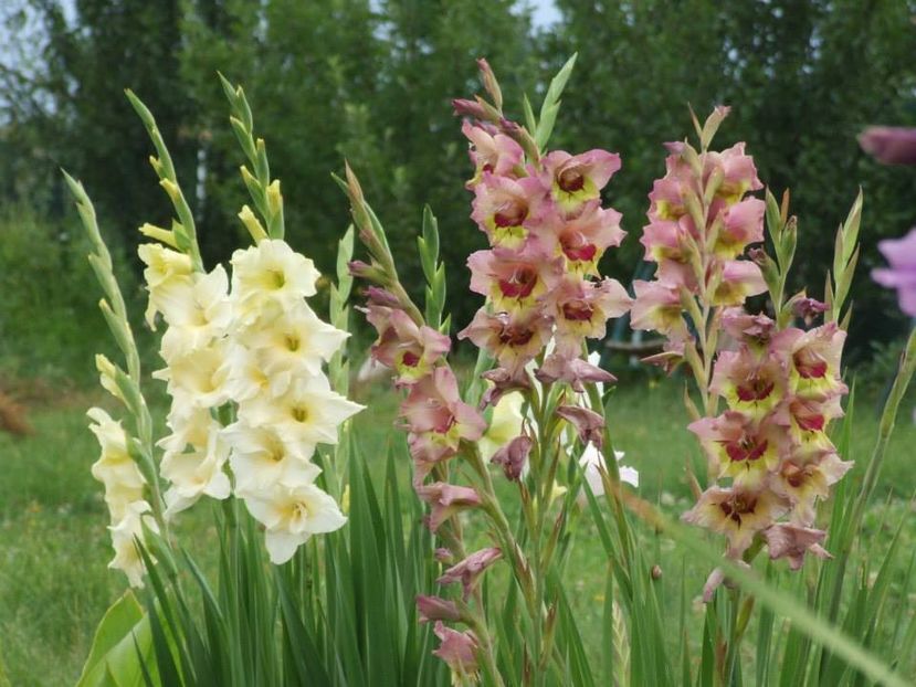 2014_gladiole_38 - 2014_08_Gladiole