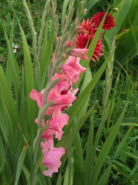 2014_gladiole_40 - 2014_08_Gladiole