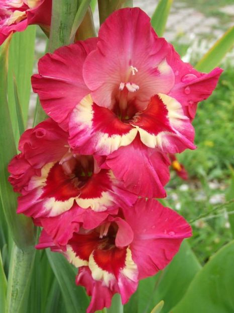 2014_gladiole_41 - 2014_08_Gladiole