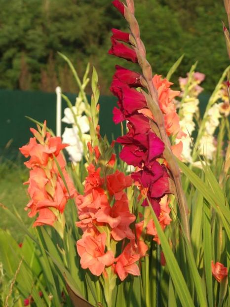 2014_gladiole_43 - 2014_08_Gladiole