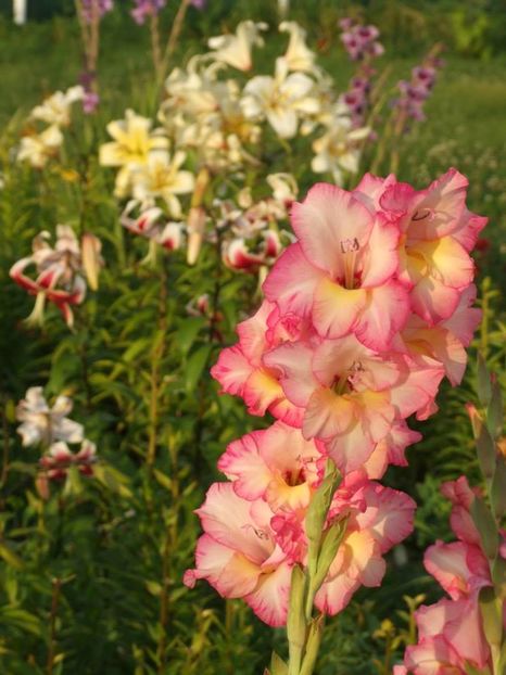 2014_gladiole_44 - 2014_08_Gladiole