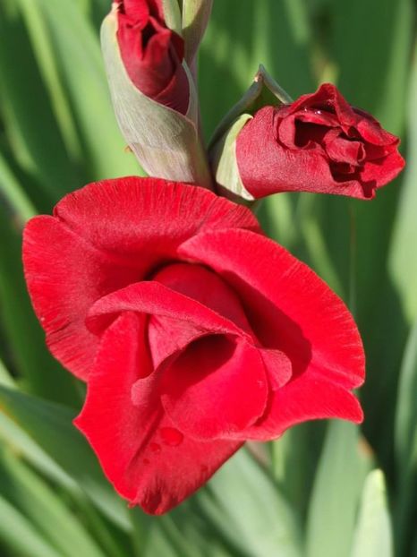 2014_gladiole_45 - 2014_08_Gladiole