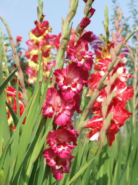 2014_gladiole_50 - 2014_08_Gladiole