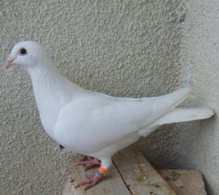 Femela 2017-712....-Produlesti - Porumbei vanduti