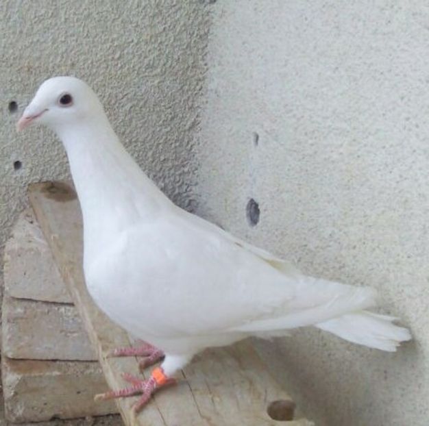 Femela 2017-166 UNG....-Targoviste - Porumbei vanduti