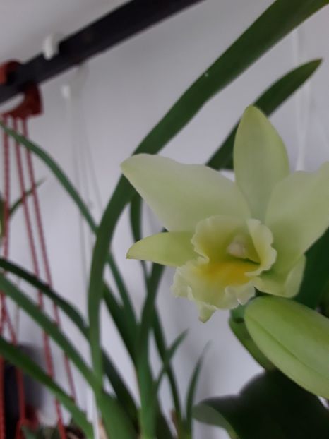 Cattaleya 12 ianuarie 2018 - Cattleya