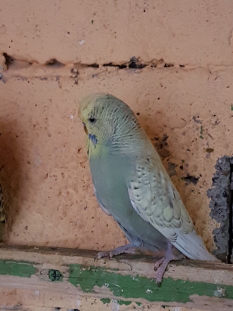  - Perusi standard 2017 de vanzare