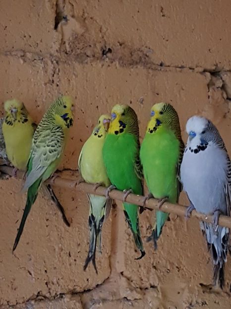  - Perusi standard 2017 de vanzare