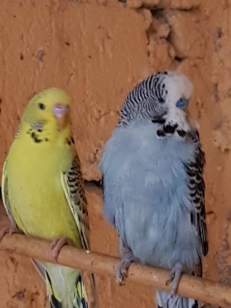  - Perusi standard 2017 de vanzare