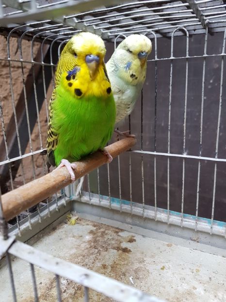  - Perusi standard 2017 de vanzare