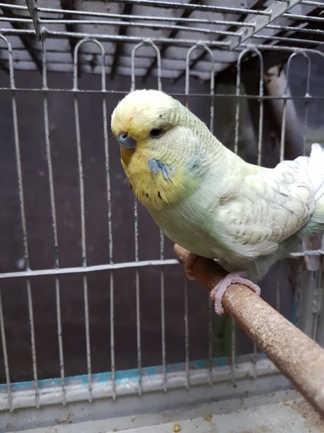  - Perusi standard 2017 de vanzare