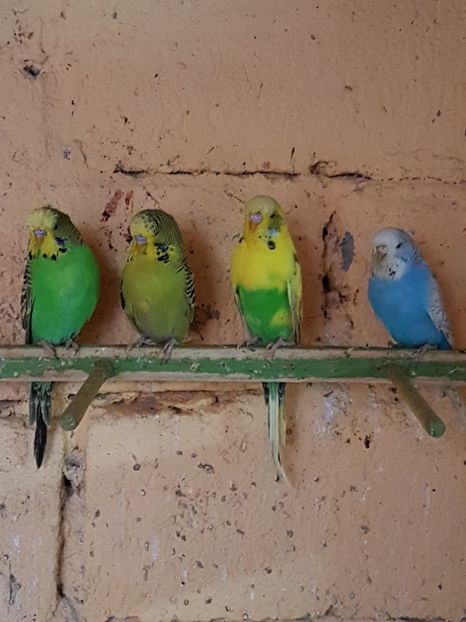  - Perusi standard 2017 de vanzare