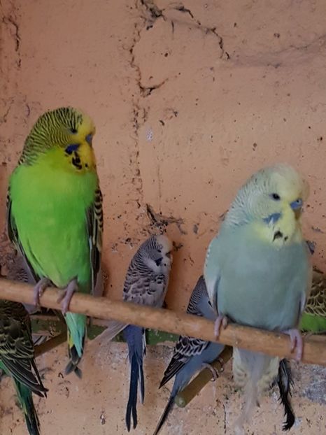  - Perusi standard 2017 de vanzare