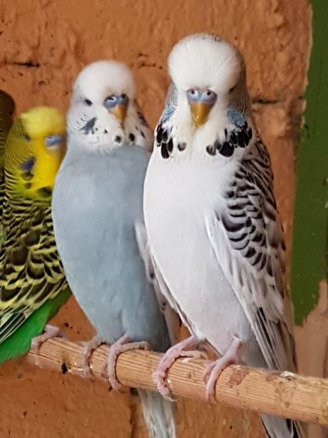  - Perusi standard 2017 de vanzare