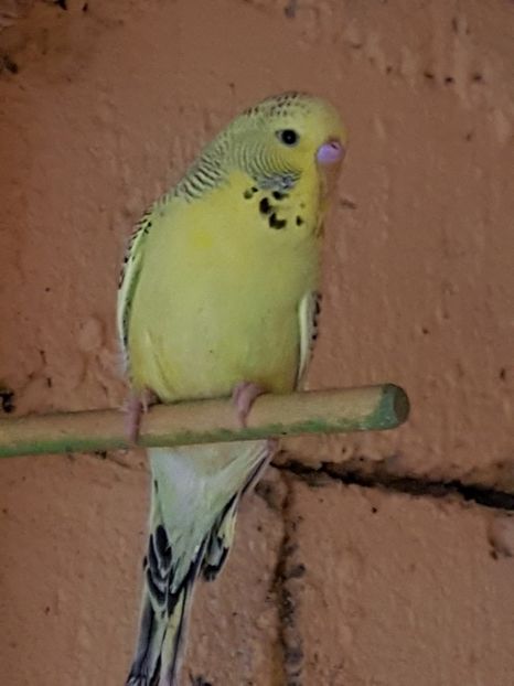  - Perusi standard 2017 de vanzare