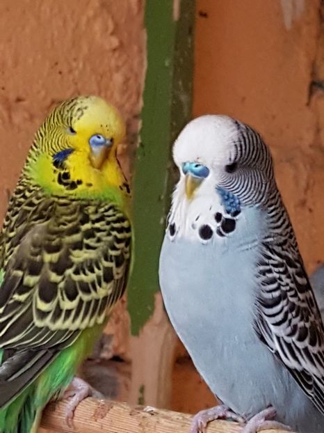  - Perusi standard 2017 de vanzare