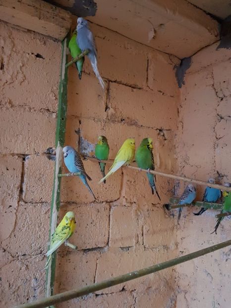  - Perusi standard 2017 de vanzare