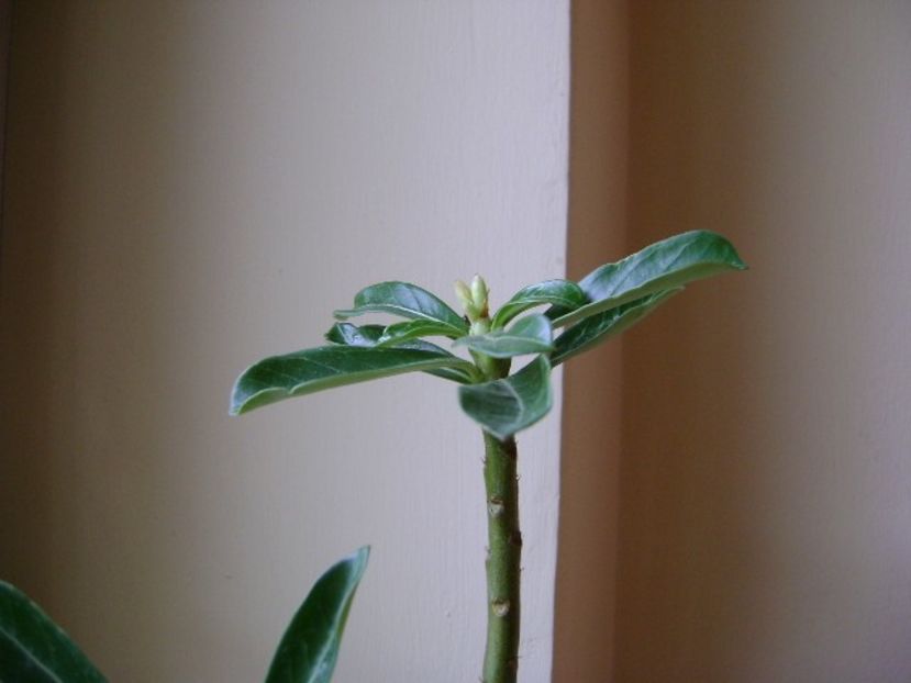 Adenium obesum, boboci - Caudiciforme si bulbi 2018