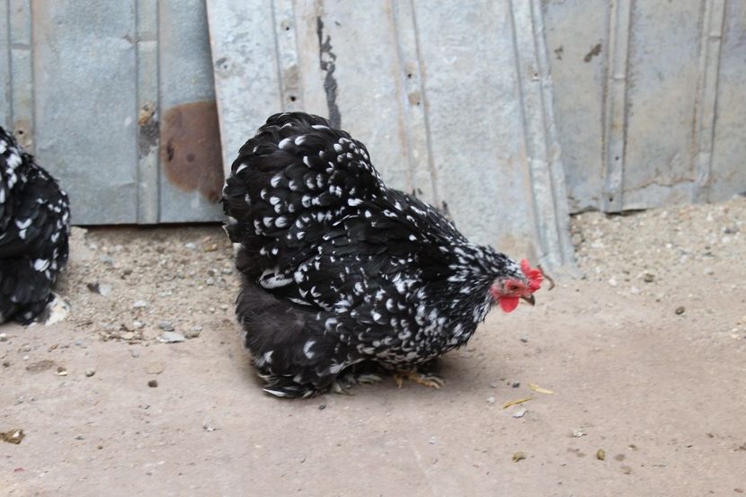 20180101123133_IMG_0976 - Cochinchina pitic bobat pentru 2018