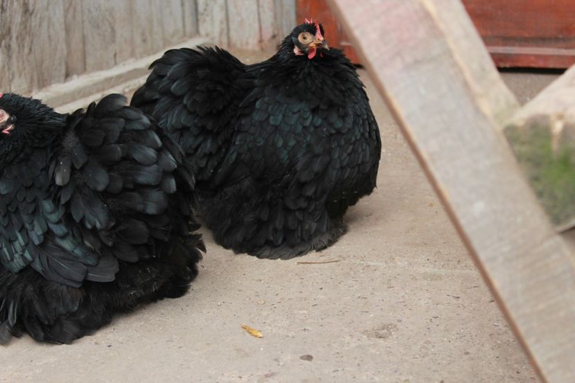 20180101122233_IMG_0950 - Cochinchina pitic negru pentru 2018