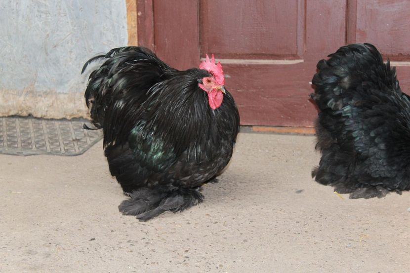 20180101122620_IMG_0968 - Cochinchina pitic negru pentru 2018