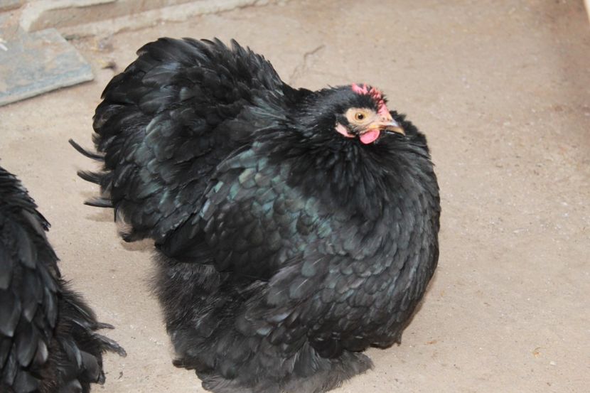 20180101122250_IMG_0951 - Cochinchina pitic negru pentru 2018