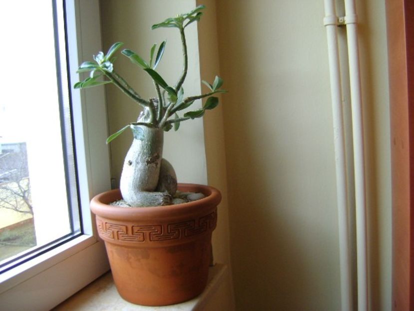 Adenium obesum - Caudiciforme si bulbi 2017