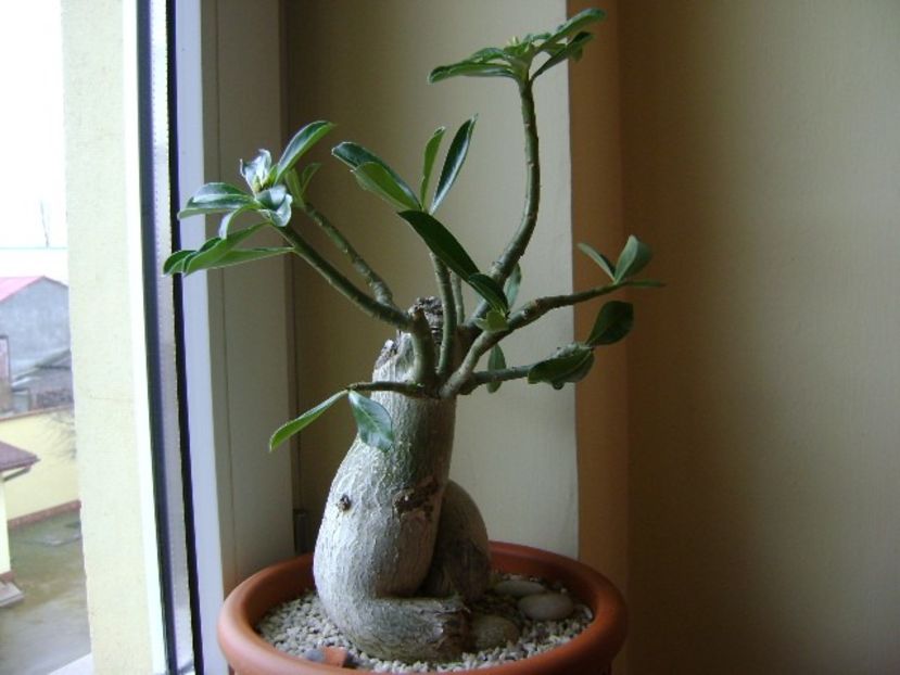 Adenium obesum - Caudiciforme si bulbi 2017