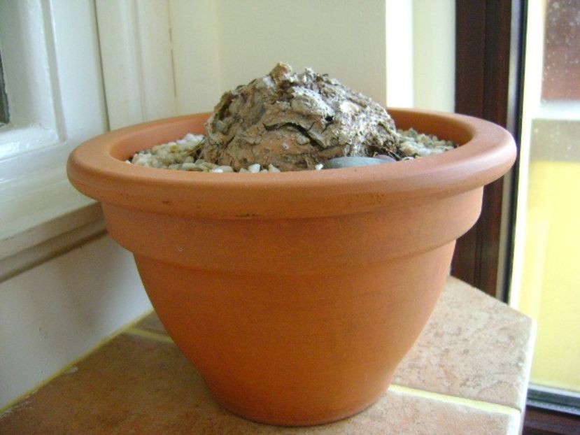 Sinningia leucotricha - Caudiciforme si bulbi 2017