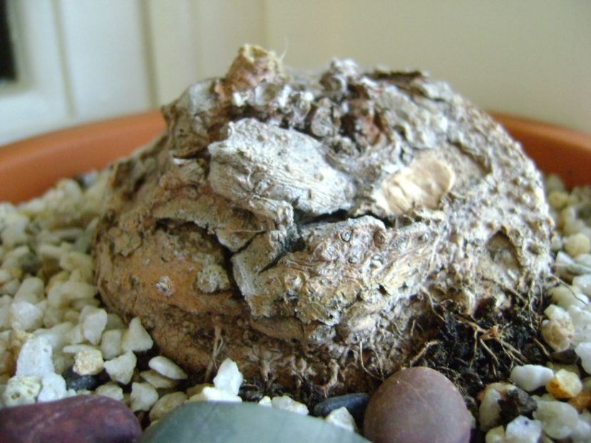 Sinningia leucotricha - Caudiciforme si bulbi 2017