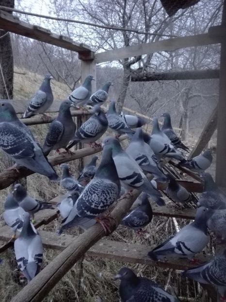  - Femele reproducție 2018