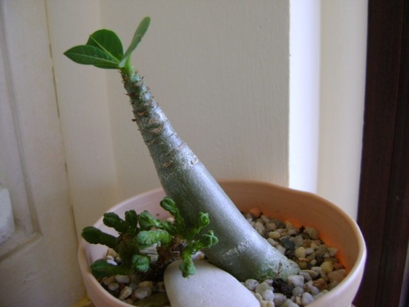 Adenium arabicum "Black Pearl" - Caudiciforme si bulbi 2017