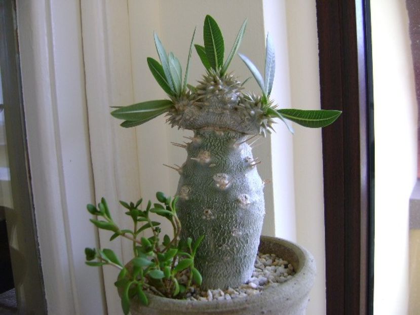 Pachyipodium brevicaule (altoit pe Pachypodium lamerei) - Caudiciforme si bulbi 2017