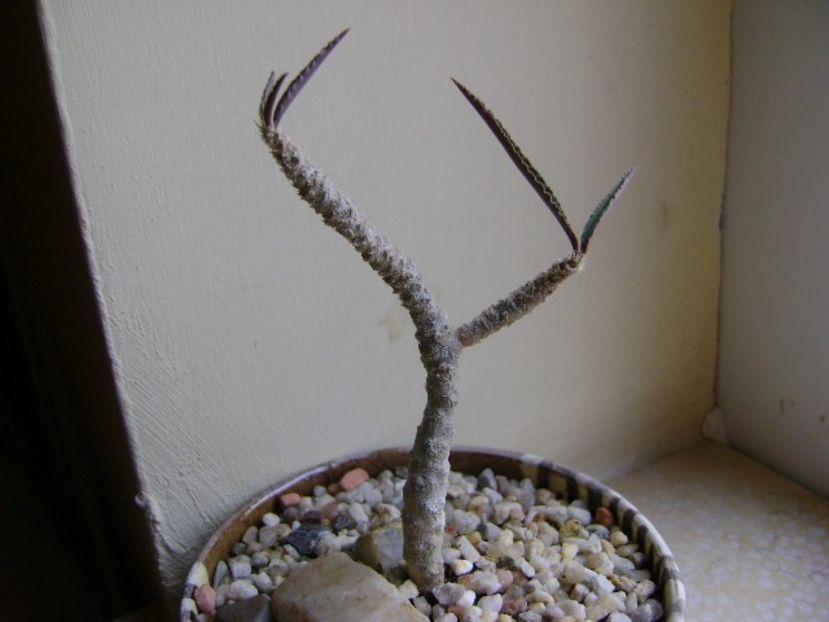 Euphorbia cap-saintemariensis - Caudiciforme si bulbi 2017