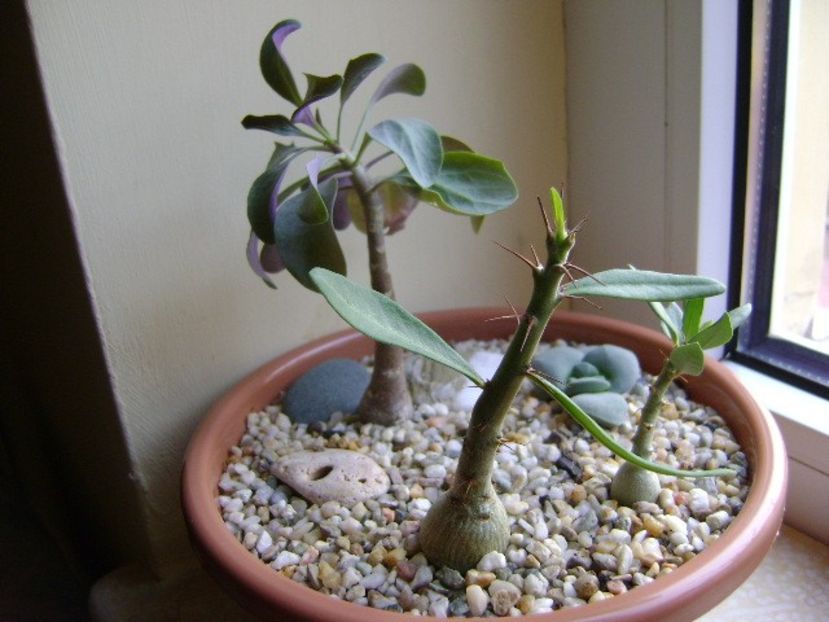 Pachypodium suculentum  & Pachypodium bispinosum  & Othonna triplinervia - Caudiciforme si bulbi 2017